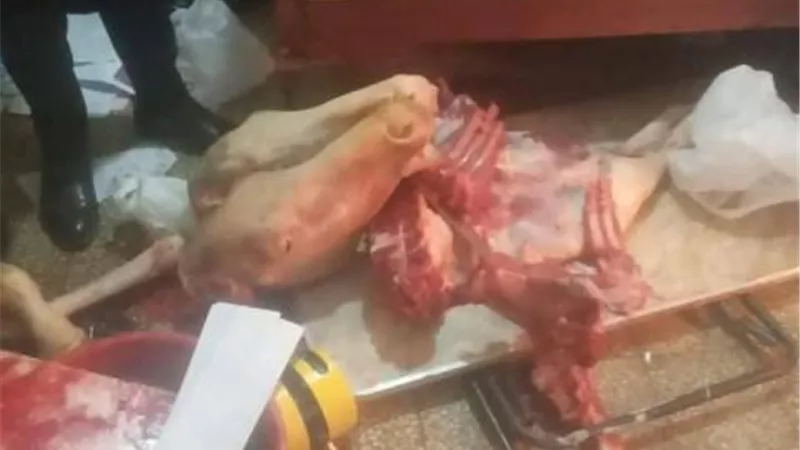 ضبط جزار يذبح الخيول بغرض بيع لحومها ببني سويف