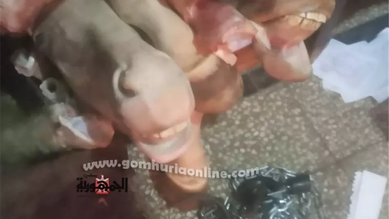 ضبط لحوم وكبد وأرجل «خيول» فاسده ببنى سويف قبل بيعها للمواطنين