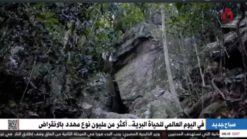 في اليوم العالمي للحياة البرية.. أكثر من مليون كائن مهدد بالانقراض