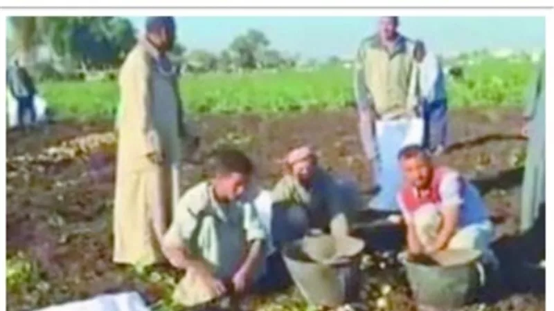 خسائر البطاطس بالمنيا .. تلقى بظلالها على المزارعين