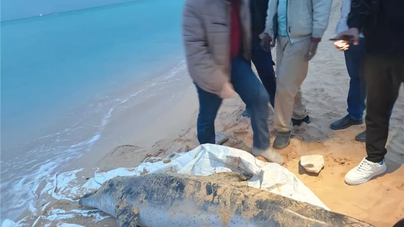 العثور على دولفين نافق ونقله لتحنيطه بمعهد علوم البحار والمصايد