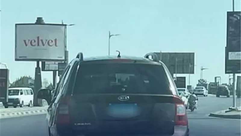ضبط شخص لقيادته سيارة وطمس لوحاتها المعدنية بالعبور