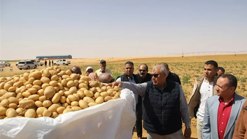 الزملوط يفتتح موسم حصاد البطاطس في مشروع ضخم بأبو منقار .