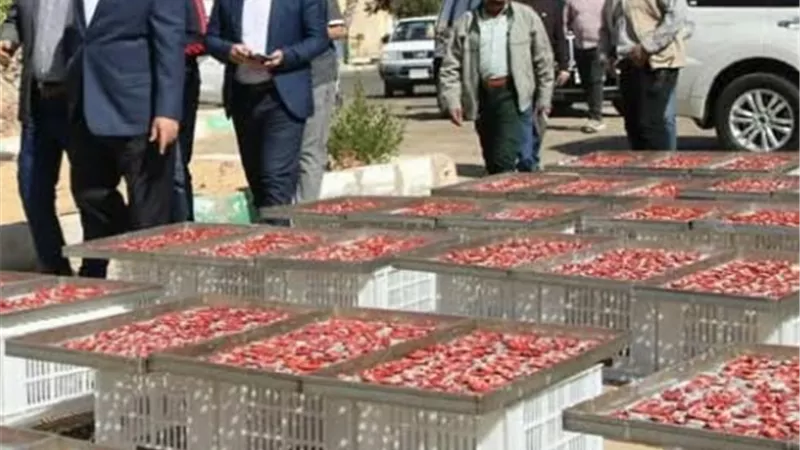الزملوط يطلق مشروع تجفيف الطماطم بالخارجة