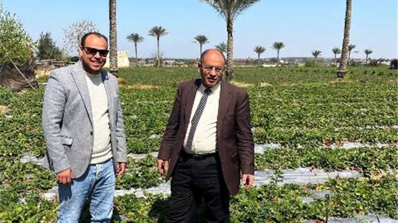 وكيل زراعة البحيرة : محصول الفراولة بكوم حمادة و بدر مبشر بالخير