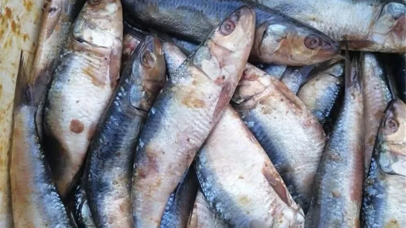 ضبط أسماك مملحة غير صالحة للاستهلاك الآدمي بمطوبس