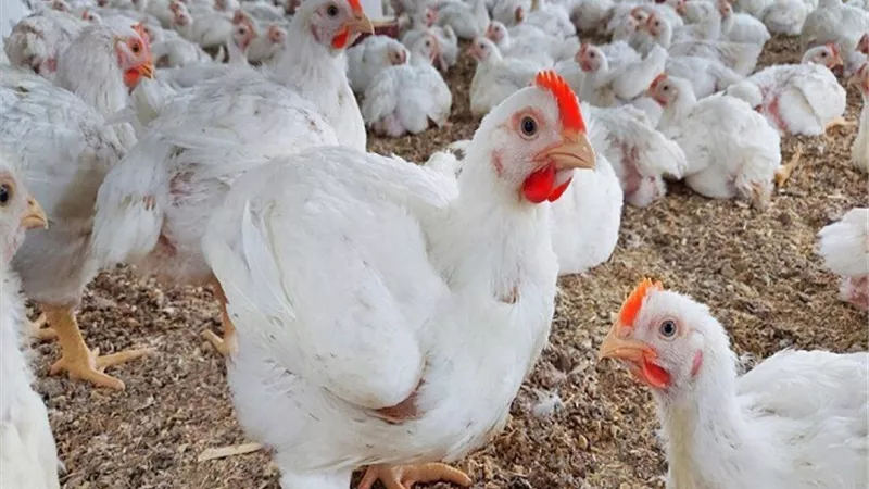 97 جنيها سعر كيلو الفراخ البيضاء في القاهرة