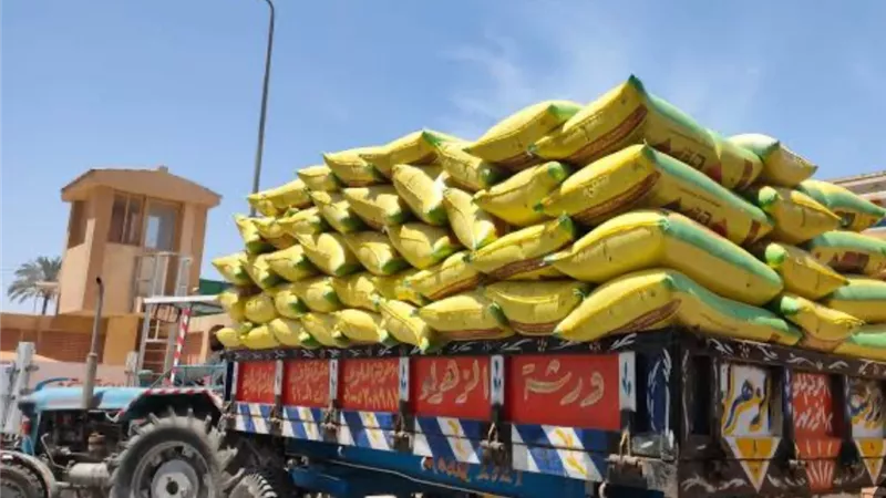 بدء موسم توريد القمح بالفيوم