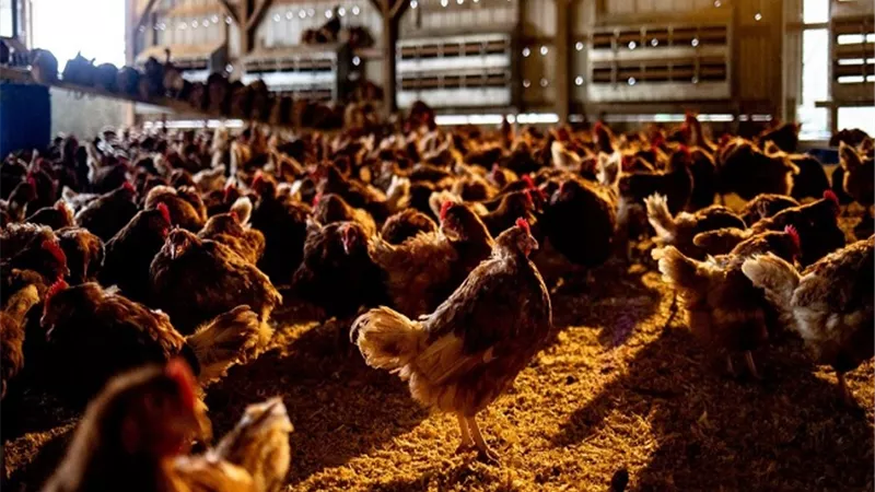 الصين تعلق استيراد لحوم الدواجن والذرة الرفيعة من بعض الشركات الأمريكية