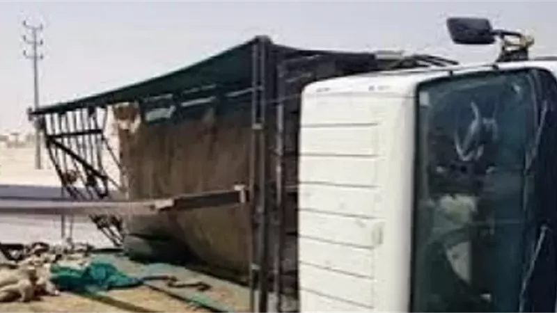 مصرع وإصابة 8 عمال فى انقلاب سيارة نصف نقل بالبحيرة
