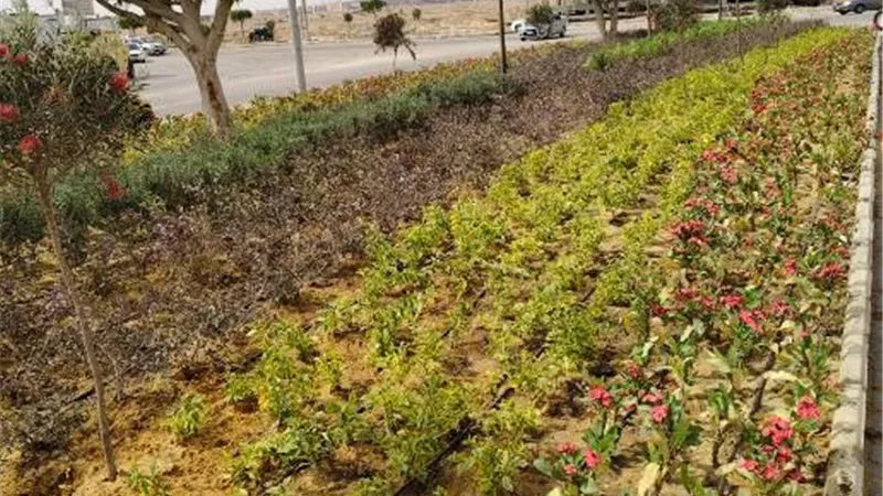 تعرف على أحدث مشروعات التطوير والزارعة فى مدينة بدر.. بالصور