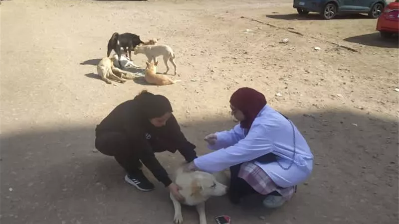 حملة لتحصين الكلاب الضالة ضد السعار والأمراض الوبائية بدمياط
