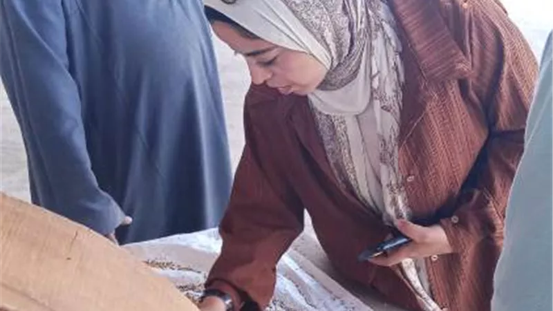 محافظ الجيزة : الصوامع والشون بدأت استقبال القمح من المزارعين