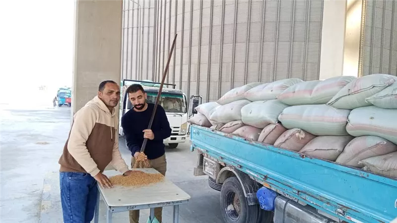 شون وصوامع المنيا تستقبل 8205 أطنان من القمح