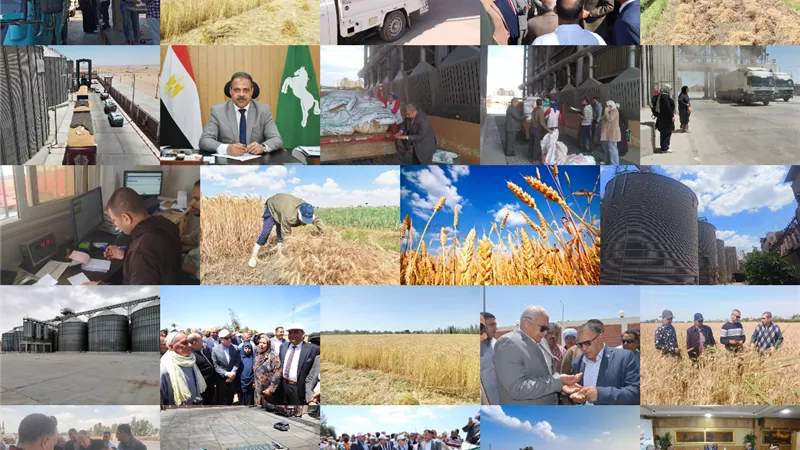انطلق موسم حصاد الذهب الأصفر