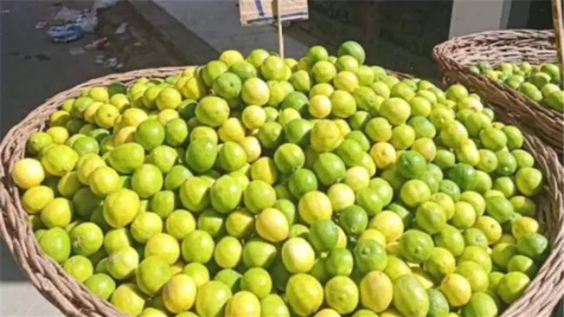 شعبة الخضار والفاكهة تكشف موعد انخفاض سعر الليمون