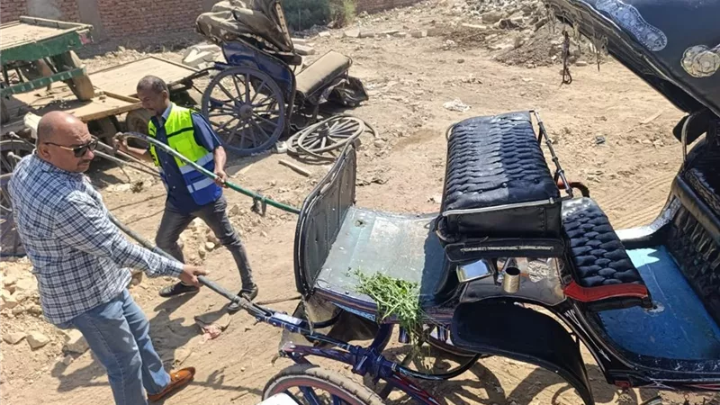 مجلس مدينة الأقصر يتحفظ على عربتى حنطور مخالفتين