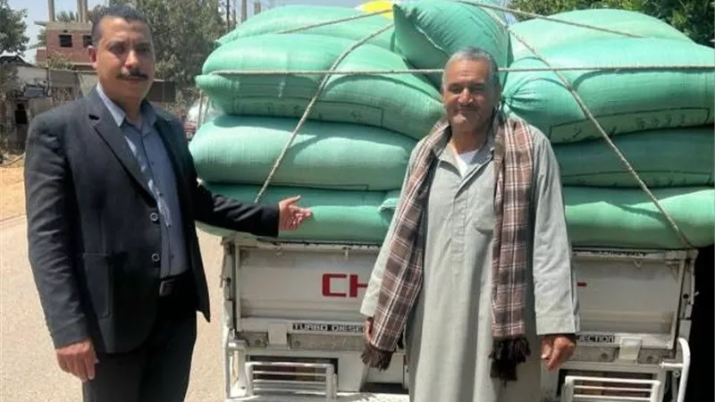 صوامع وشون الشرقية تستقبل ٩٧٩٩ طن ذهب أصفر
