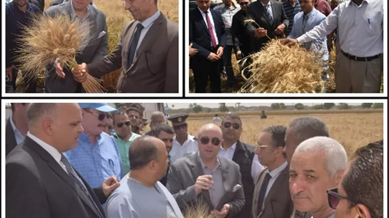 غنيم يفتتح موسم حصاد القمح من أهناسيا الخضراء