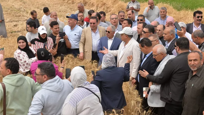محافظ الدقهلية يطلق موسم حصاد القمح من السنبلاوين