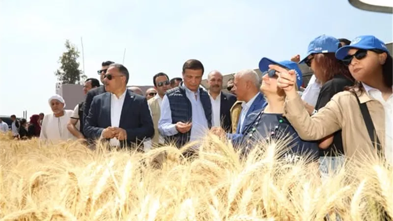 وزير الزراعة يفتتح موسم حصاد القمح في الشرقية