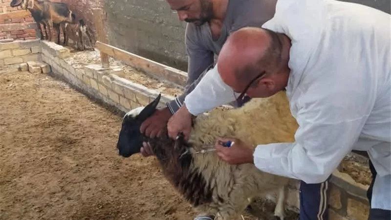 تحصين 50 % من الثروة الحيوانية ضد مرض الحمى القلاعية بالسويس