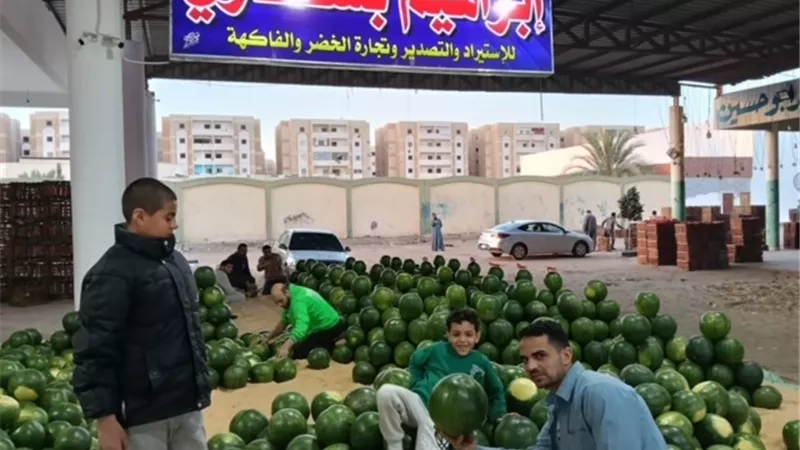 موسم البطيخ الإسماعيلاوي يبدأ قريباً مع توقعات بانتعاش التصدير