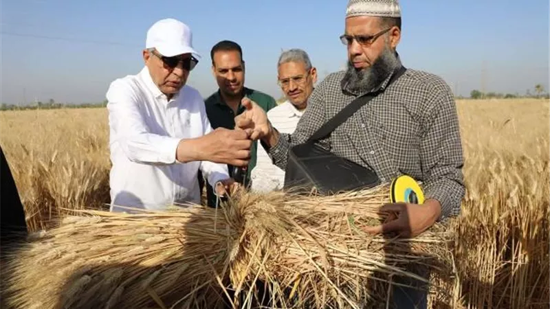 مزارعو المنيا مع القمح في ليلة عيده.. يارب تبارك وتزيده
