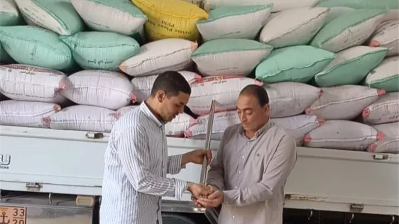 توريد ٩٢٠٣ أطنان قمح محلي لشون وصوامع البحيرة