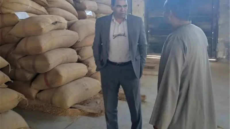توريد أكثر من 100 ألف طن قمح حتى الآن بالمنيا