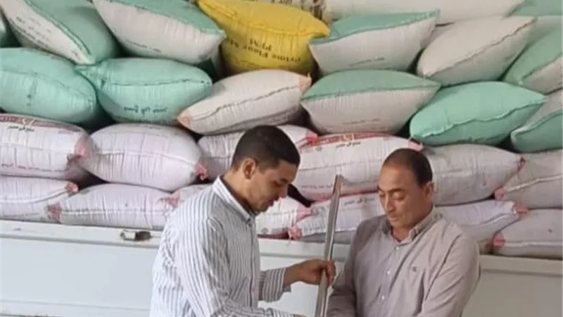 توريد ٢١٩٥٤ طن قمح بالبحيرة