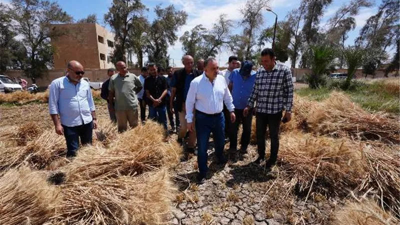 محافظ أسيوط يشارك العمال احتفالات عيدهم ويتفقد حصاد 40 فدان قمح