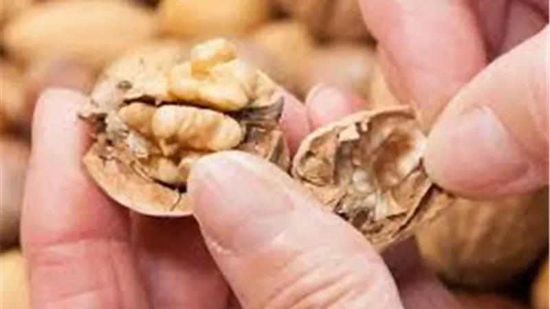هل يحميك الجوز من سرطان القولون؟ دراسة تجيب