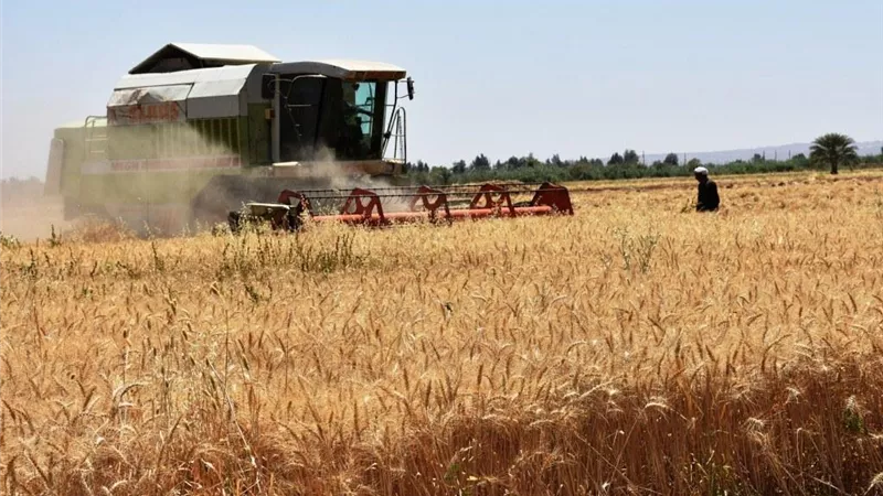 محافظ أسوان يتابع توريد 158 ألف و676 طن من كميات القمح بالصوامع والشون