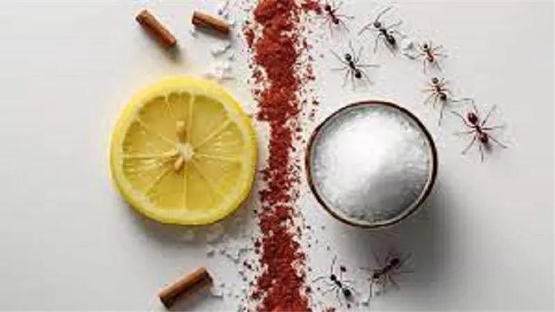 طرق طبيعية فعالة للتخلص من النمل في المنزل