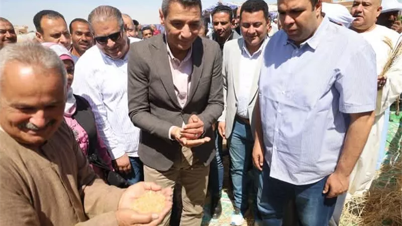 محافظ السويس يفتتح موسم حصاد القمح من قرية الشلوفة