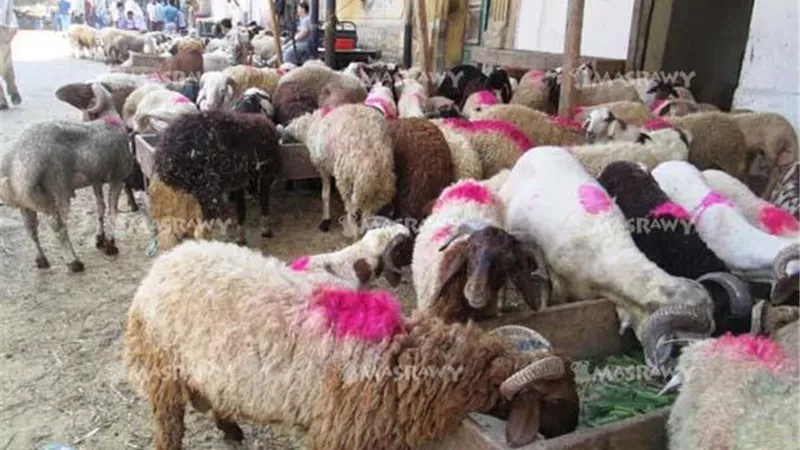 الحكومة: إقامة الشوادر وتوفير الخراف الحية واللحوم الطازجة بدءًا من 20 مايو