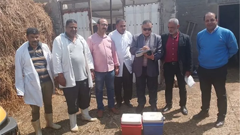 تحصين191ألف رأس ماشية ضد الحمى القلاعية والوادي المتصدع بالدقهلية
