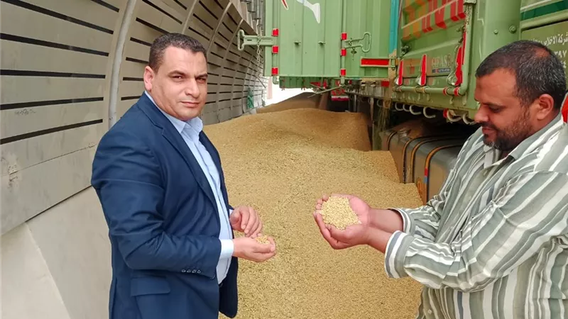 الجيزة تستلم ٦٦ ألف طن قمح بمراكز التوريد والتخزين