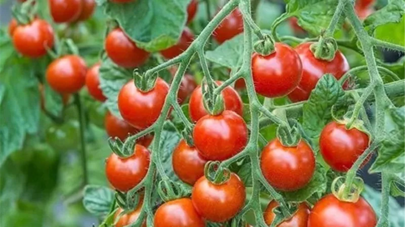 إبر دقيقة .. لتزويد النباتات بالكيماويات الزراعية والمغذيات ..!!