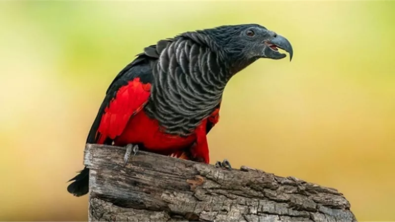 ببغاء دراكولا.. صراخه الحاد يتردد صداه في الغابات..!!