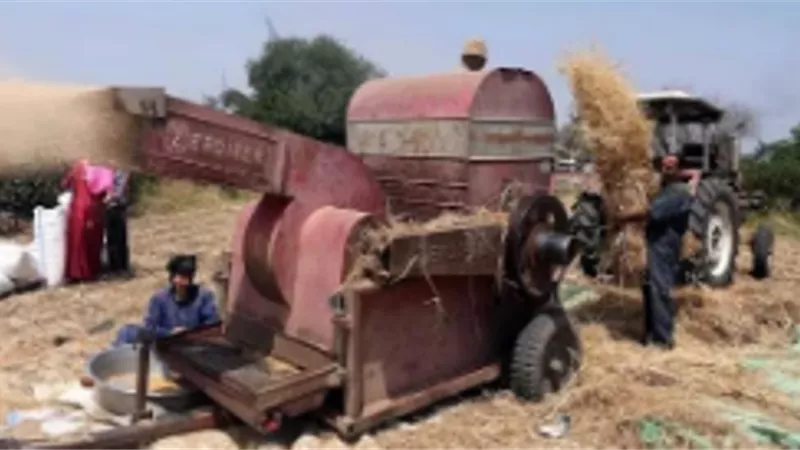 ماكينة دراس القمح تلتهم مزارعا بالمنوفية