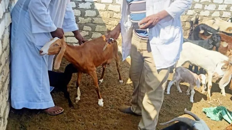 الطب البيطرى بأسوان تنجح فى تحصين 40 ألف رأس من الثروة الحيوانية