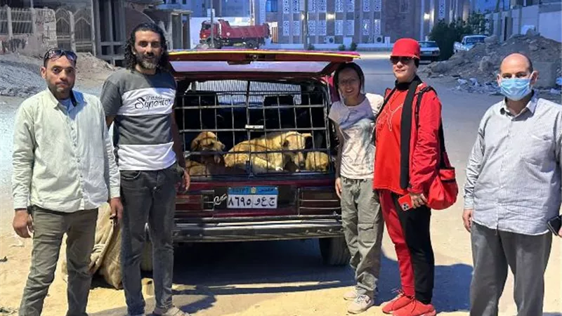 جهاز بدر يبدأ فى حل رعب المواطنين من الكلاب بالتعاون مع مجلس الأمناء