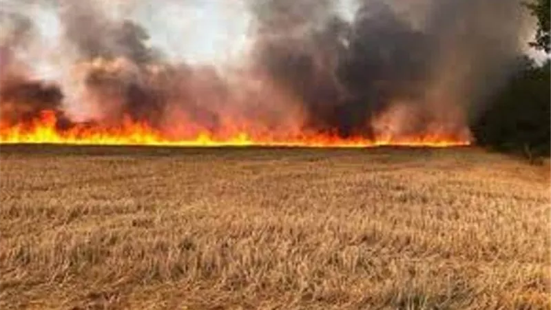 السيطرة على حريق مزرعة قمح في المنيا
