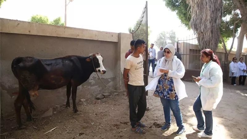 قافلة جامعة الفيوم .. البيطرية تعالج 1045 ماشية قرية الأعلام
