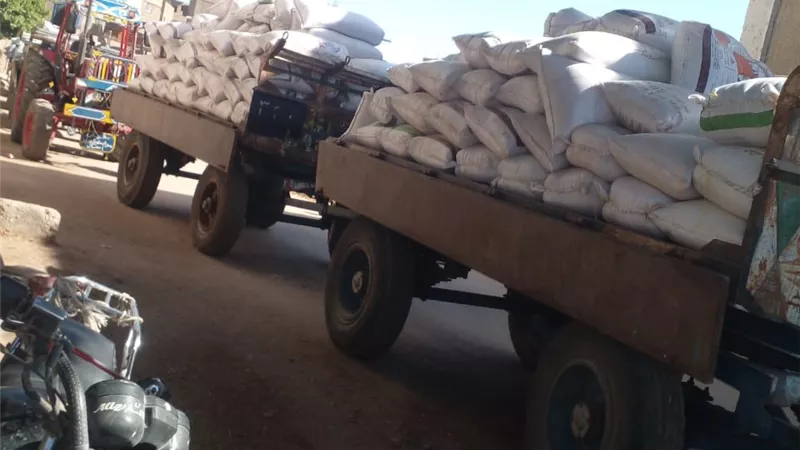 توريد 8500 طن من القمح بالأقصر