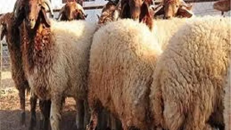 منها السكاء والجدعاء..عيوب تمنع إجزاء الأضحية