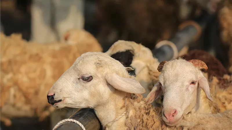 هل تُغني الصدقات عن الأضحية فى أيام النحر؟