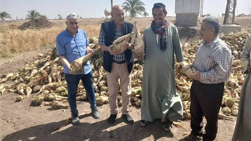 وكيل وزارة الزراعة يتفقد زراعات البنجر وحصاد وتوريد القمح بأسيوط